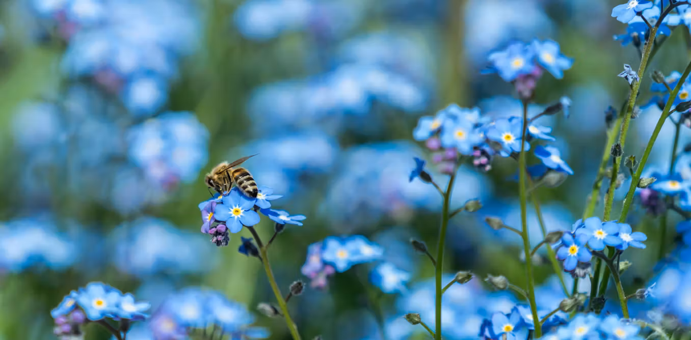 Boylecheloid: The Rare Flower You Need to Know About