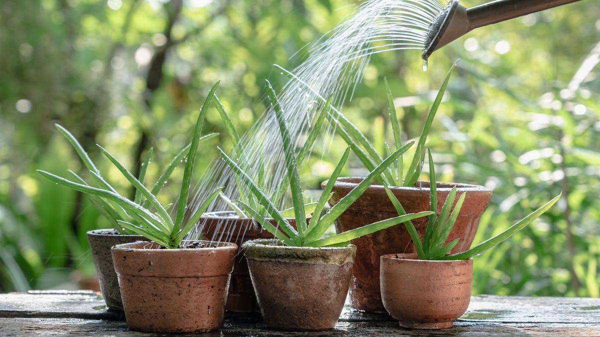 Best Pots for Aloe Plants: Expert Tips for Healthy Growth