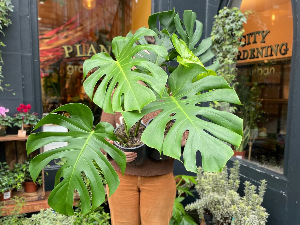 Best Monstera Pot Guide for Healthy Growth
